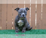 Small Photo #5 American Pit Bull Terrier Puppy For Sale in HYANNIS, MA, USA