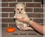 Small #3 ShihPoo
