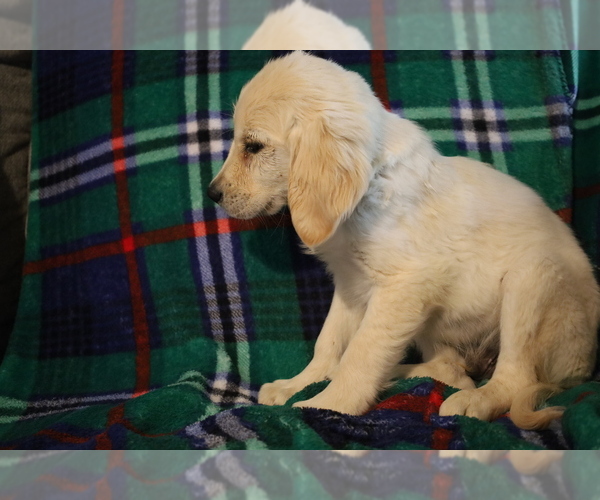 Medium Photo #11 Golden Retriever Puppy For Sale in BLOOMINGTON, IN, USA