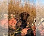Small #6 Labrador Retriever
