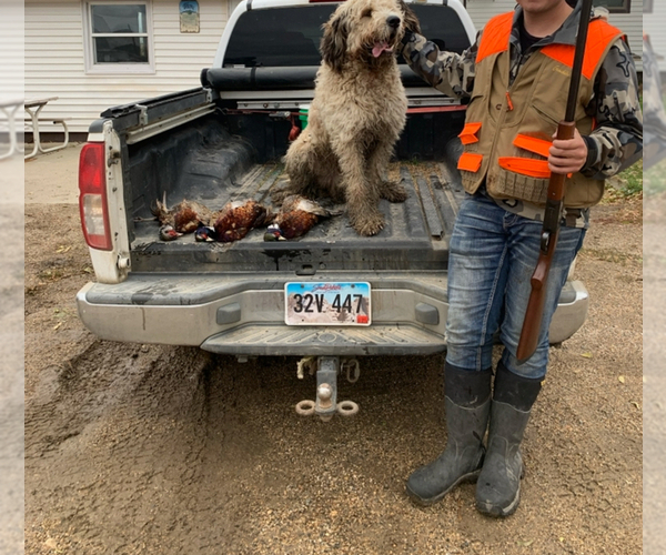 Medium Photo #4 Bernedoodle Puppy For Sale in HAYTI, SD, USA