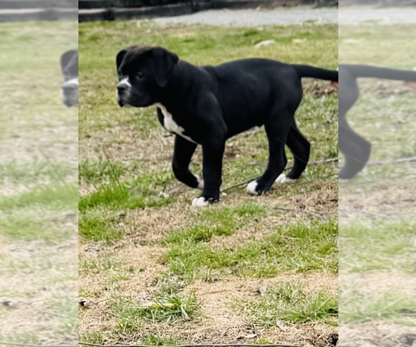 Medium Photo #6 American Bulldog Puppy For Sale in COLUMBIA, KY, USA