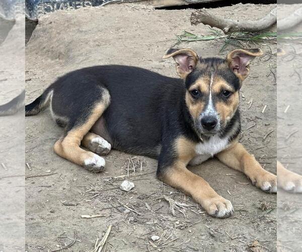 Medium Photo #3 Retriever -Unknown Mix Puppy For Sale in Yardley, PA, USA