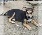 Small #2 Retriever  Mix