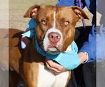 Small American Staffordshire Terrier Mix