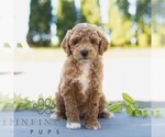 Small #4 Bichpoo