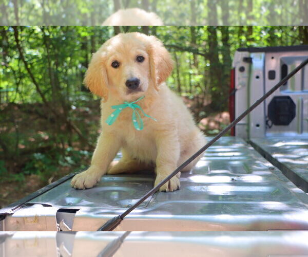 Medium Photo #7 English Cream Golden Retriever Puppy For Sale in ROCKY FACE, GA, USA