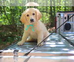 Small #6 English Cream Golden Retriever