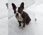 Small Photo #7 Boston Terrier Puppy For Sale in COLORADO SPGS, CO, USA