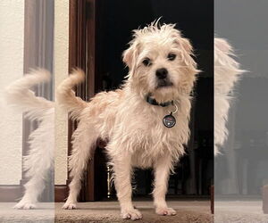 Shih Tzu-Unknown Mix Dogs for adoption in Germantown, OH, USA