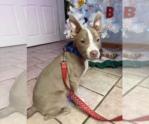 Mutt Dogs for adoption in Omaha, NE, USA