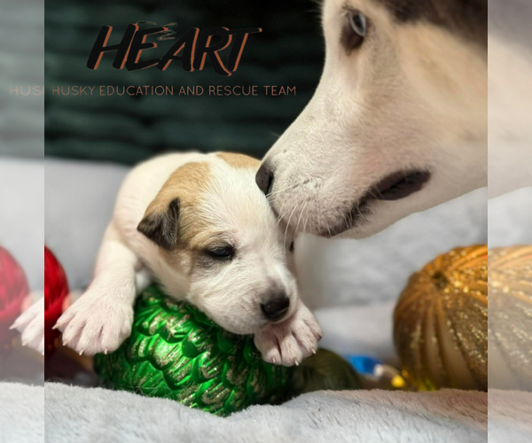 Medium Photo #2 Siberian Husky-Unknown Mix Puppy For Sale in Severn, MD, USA