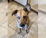 Small #7 Australian Shepherd Mix
