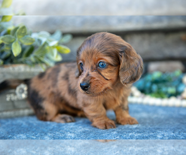 Medium Photo #1 Dachshund Puppy For Sale in SUGARCREEK, OH, USA