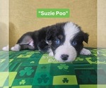 Image preview for Ad Listing. Nickname: Suzie Poo