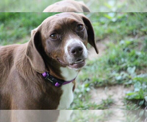 Medium Photo #4 Doxle Puppy For Sale in Aurora, IN, USA