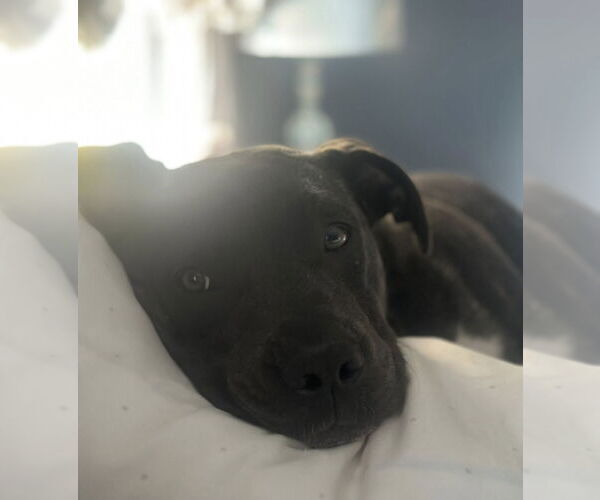 Medium Photo #4 American Pit Bull Terrier-Unknown Mix Puppy For Sale in Rochester, NY, USA