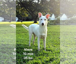 Cooper/Nieve - Male Siberian Husky-Unknown Mix Dog for Adoption - Photo #6