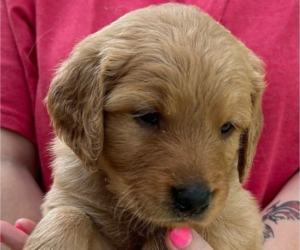 Medium Photo #3 Golden Retriever Puppy For Sale in MCCOMB, MS, USA