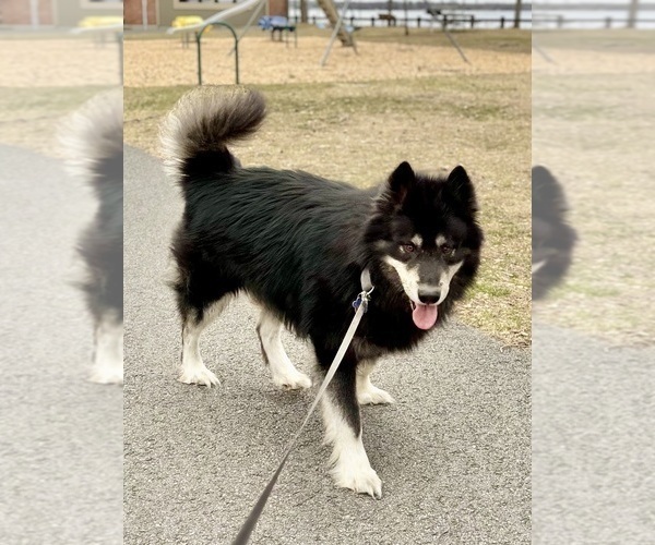 Medium Photo #1 Alaskan Husky-Alaskan Malamute Mix Puppy For Sale in CANASTOTA, NY, USA