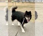 Small Photo #1 Alaskan Husky-Alaskan Malamute Mix Puppy For Sale in CANASTOTA, NY, USA