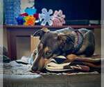 Small #3 Doberman Pinscher Mix
