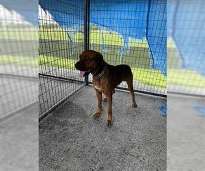 Boxweiler Dogs for adoption in Houston, TX, USA