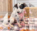Small Photo #2 Borador Puppy For Sale in Mt. Laurel, NJ, USA