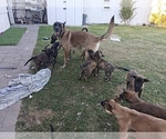 Small #5 Belgian Malinois-Dutch Shepherd Dog Mix