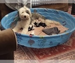 Small Photo #53 Old English Sheepdog Puppy For Sale in WILMINGTON, OH, USA