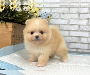 Pomeranian Puppy for sale in BALDWIN HILLS, CA, USA