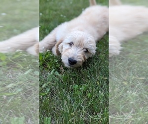 Goldendoodle Puppy for sale in ATHOL, ID, USA