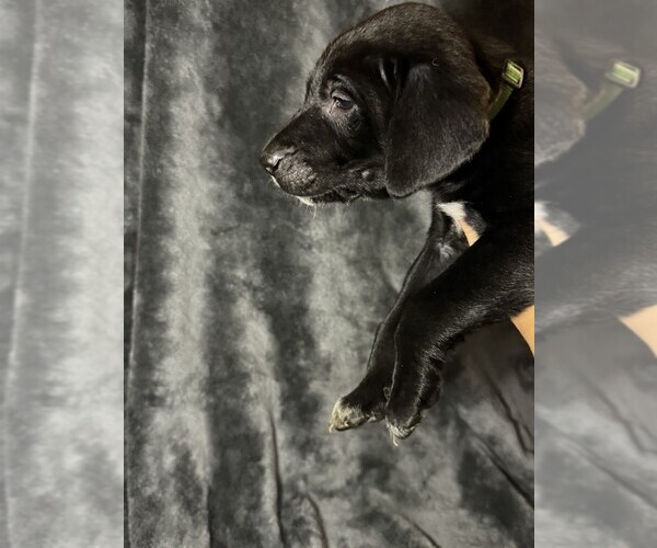 Medium Photo #19 Labmatian Puppy For Sale in ANTIOCH, CA, USA