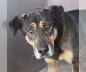 Rottweiler-Unknown Mix Dogs for adoption in San Antonio, TX, USA