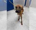 Small Boxer Mix