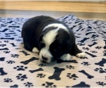 Puppy Girl 5 Australian Shepherd