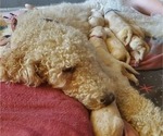 Small Photo #19 Goldendoodle Puppy For Sale in SEYMOUR, CT, USA