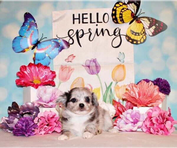 Medium Photo #2 Chihuahua Puppy For Sale in CHARLESTON, AR, USA