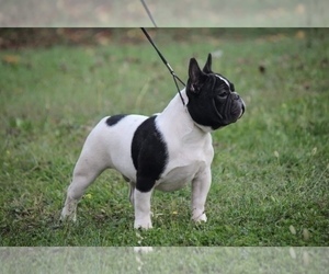 Father of the French Bulldog puppies born on 03/20/2023