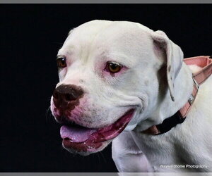 Boxer-Unknown Mix Dogs for adoption in Ocala, FL, USA