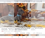 Puppy Abbott French Bulldog