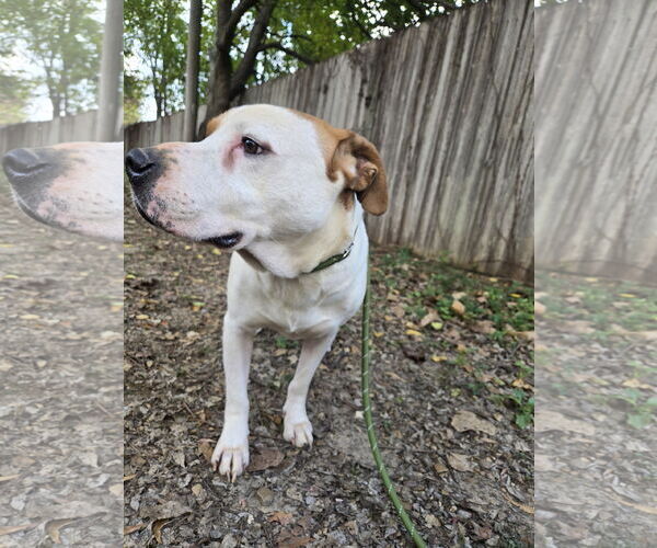 Medium Photo #2 American Pit Bull Terrier-Unknown Mix Puppy For Sale in Jackson, MS, USA