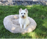 Small #3 West Highland White Terrier