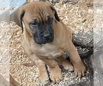 Small Photo #15 Cane Corso-Dogue de Bordeaux Mix Puppy For Sale in GIG HARBOR, WA, USA