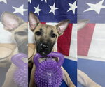 Small German Shepherd Dog Mix