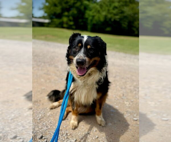 Medium Photo #1 Australian Shepherd-Unknown Mix Puppy For Sale in Winter Park, CO, USA