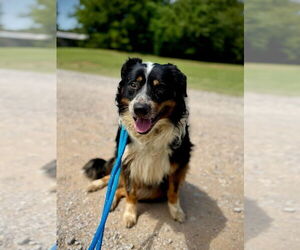Australian Shepherd-Unknown Mix Dogs for adoption in Winter Park, CO, USA
