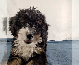 Bernedoodle Puppy for sale in FREDONIA, PA, USA