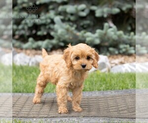 Cavapoo Puppy for sale in HONEY BROOK, PA, USA