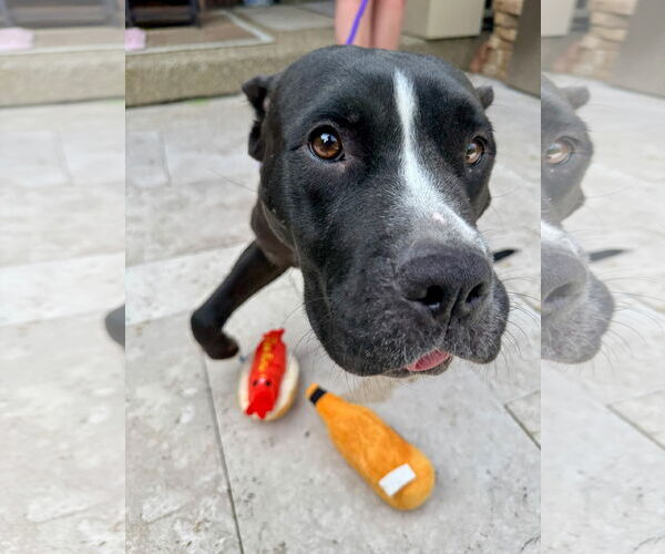Medium Photo #7 American Pit Bull Terrier-Unknown Mix Puppy For Sale in Germantown, OH, USA